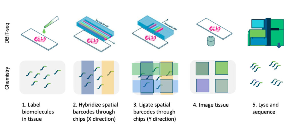 DBiT-seq platform for high-resolution spatial epigenomics process